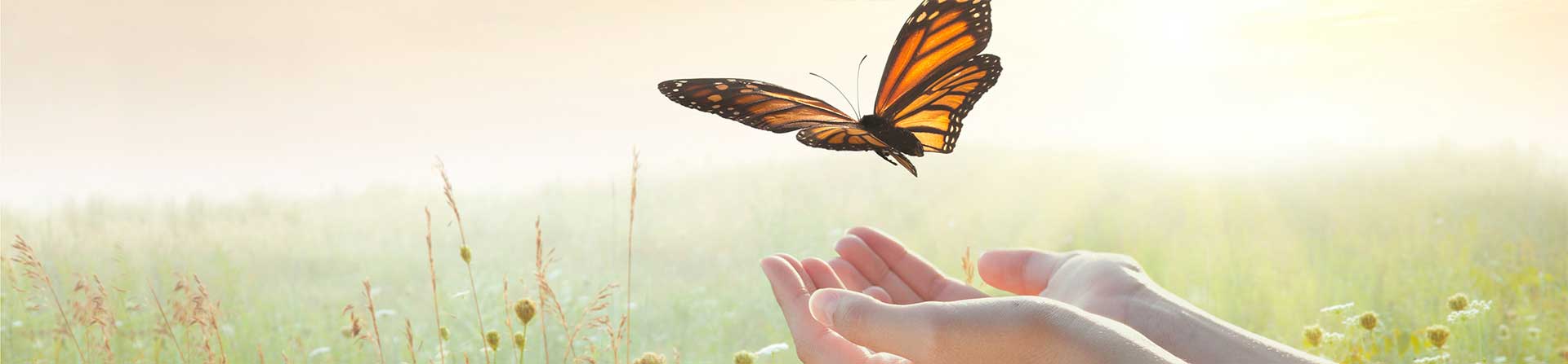 butterflies symbolize transplant