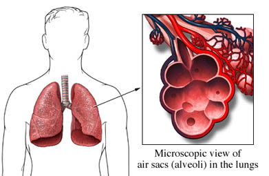 diagram of air sacs in the lungs