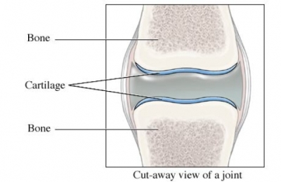 bone joint diagram