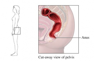 diagram view of pelvis and anus
