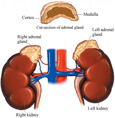 diagram of adrenal gland of the kidneys