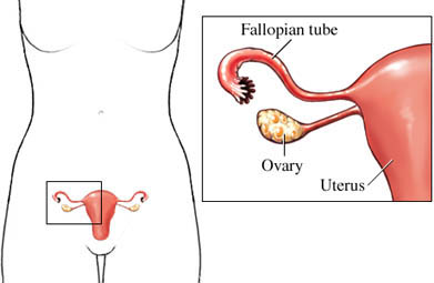 fallopian tube, ovary and uterus
