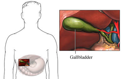 gallbladder diagram