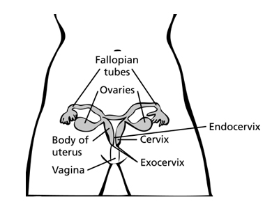 here's the uterus and cervix, where cervical cancer happens