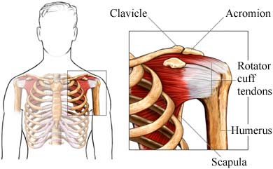 diagram of tendons and bones in the shoulder
