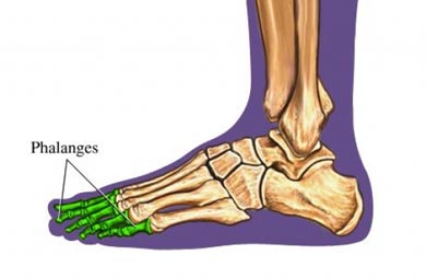phalanges bones of the foot